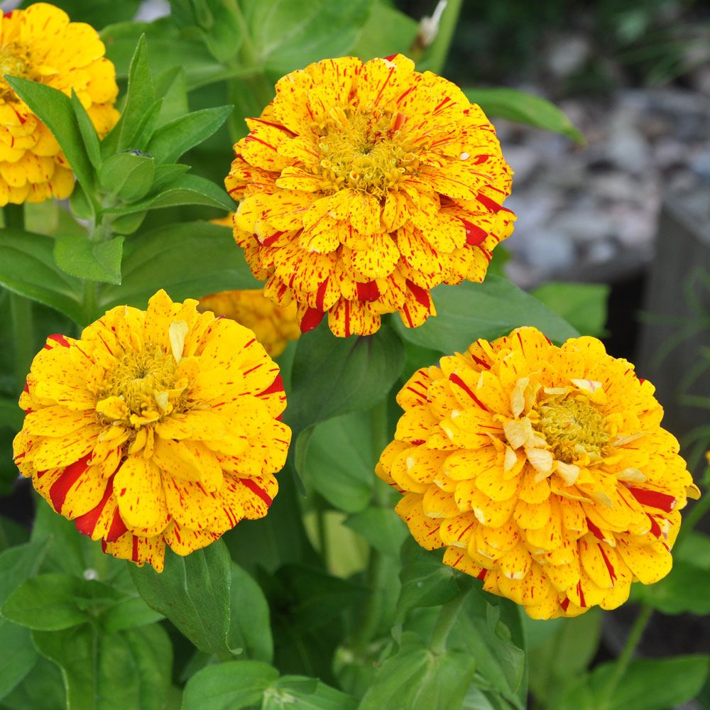 Zinnia ''''Pop Art Golden & Red'''' Kronbladen är gula med röda stänk. Rikblomma