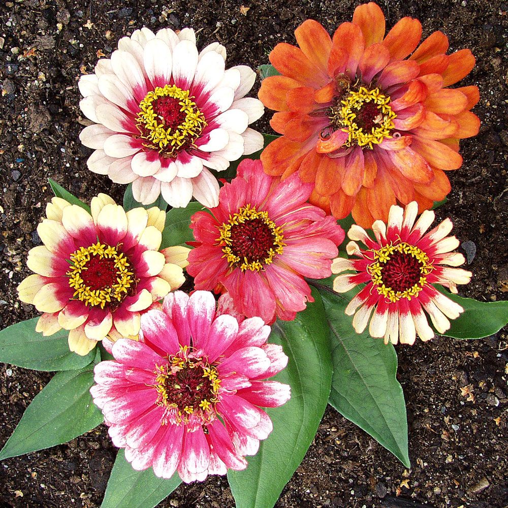 Zinnia Whirligig Fun, med tvåfärgade blommor i olika färgkombinationer