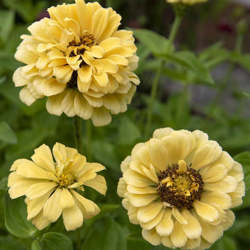 Zinnia ''''''''Isabellina''''''''