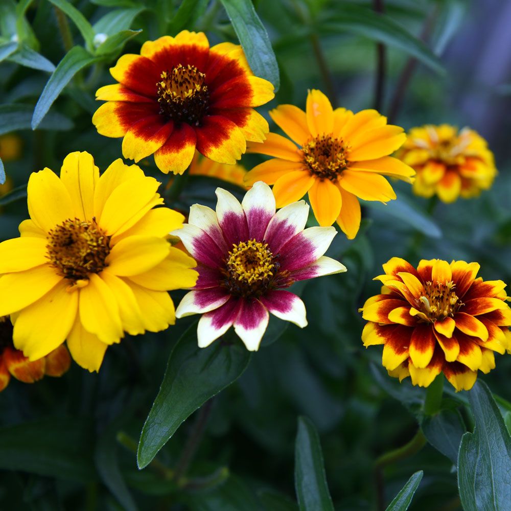 Guldzinnia Old Mexico Mix blandning av enkla och dubbla, mörkröda blommor