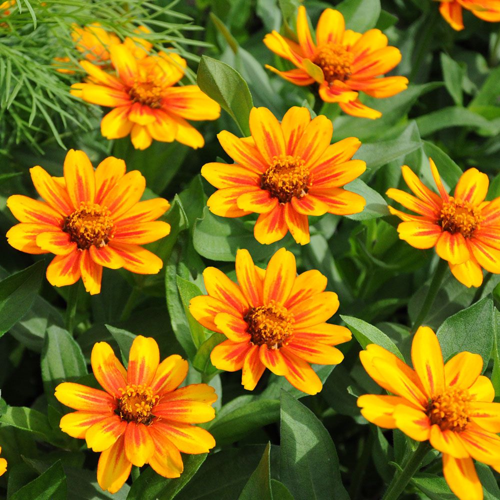 Marylandzinnia ''''Zahara Sunburst'''', Blommor i orange, efterhand med röd stjä