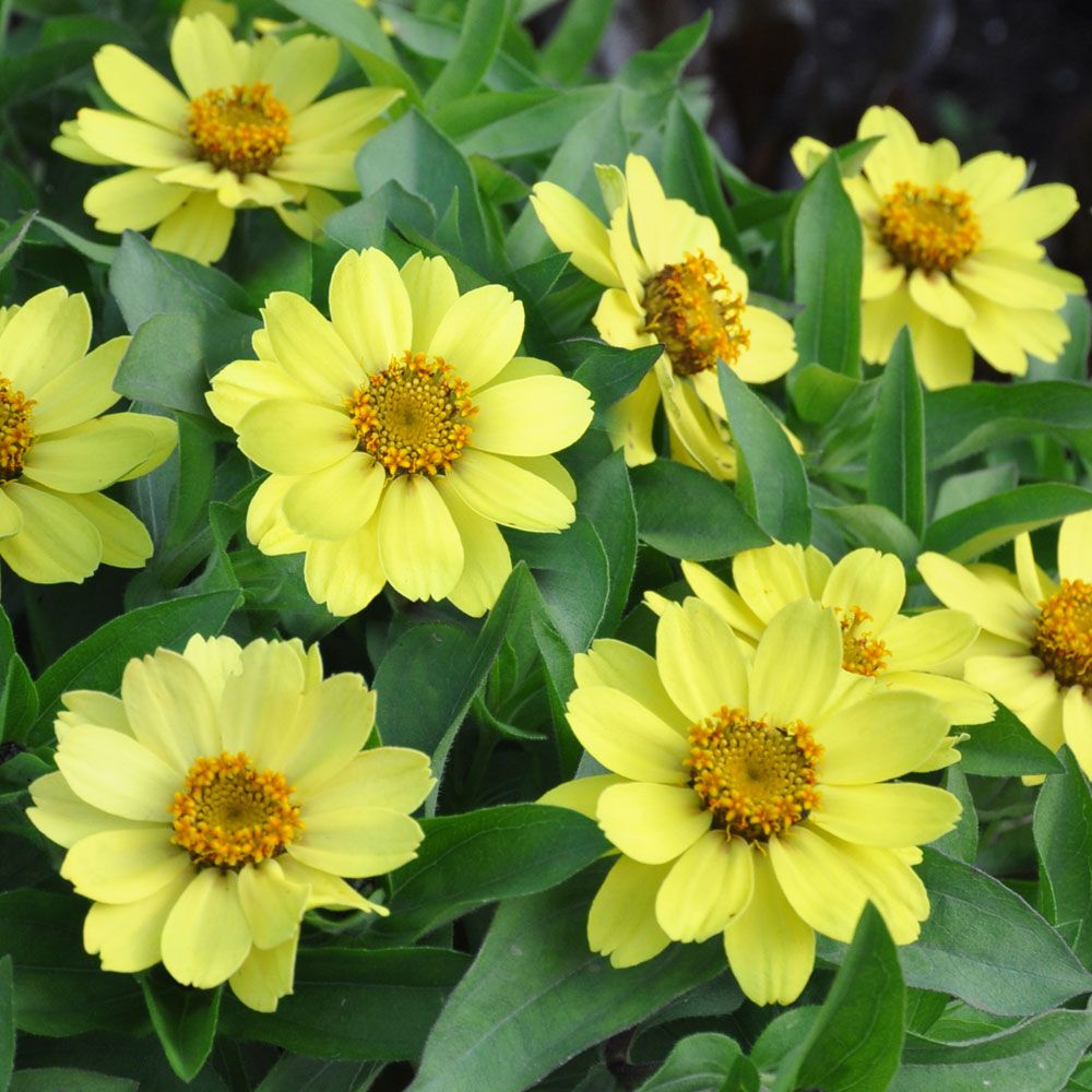 Marylandzinnia Zahara Yellow Citrongula blommor på stadiga stjälkar. Välgrenande