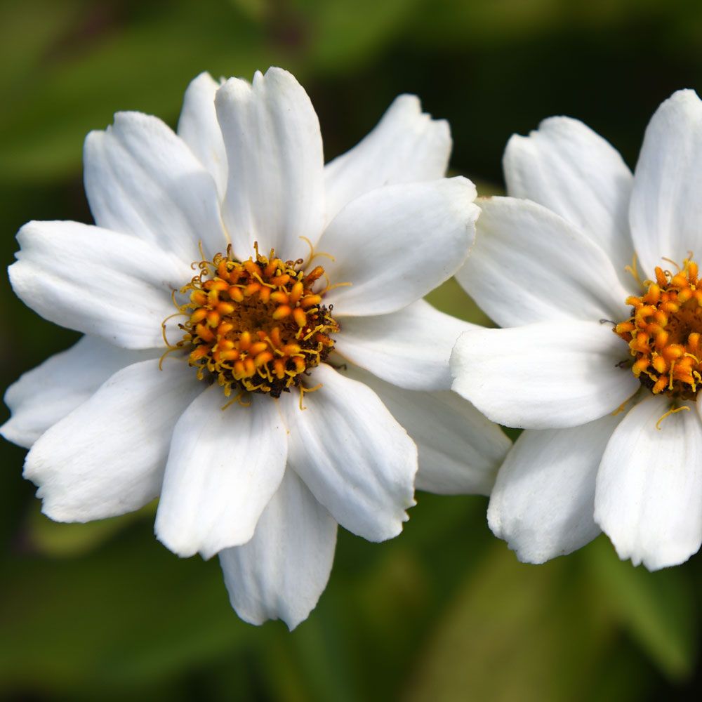 Marylandzinnia Zahara XL White, Vita blommor med gul mitt på stadiga stjälkar. 