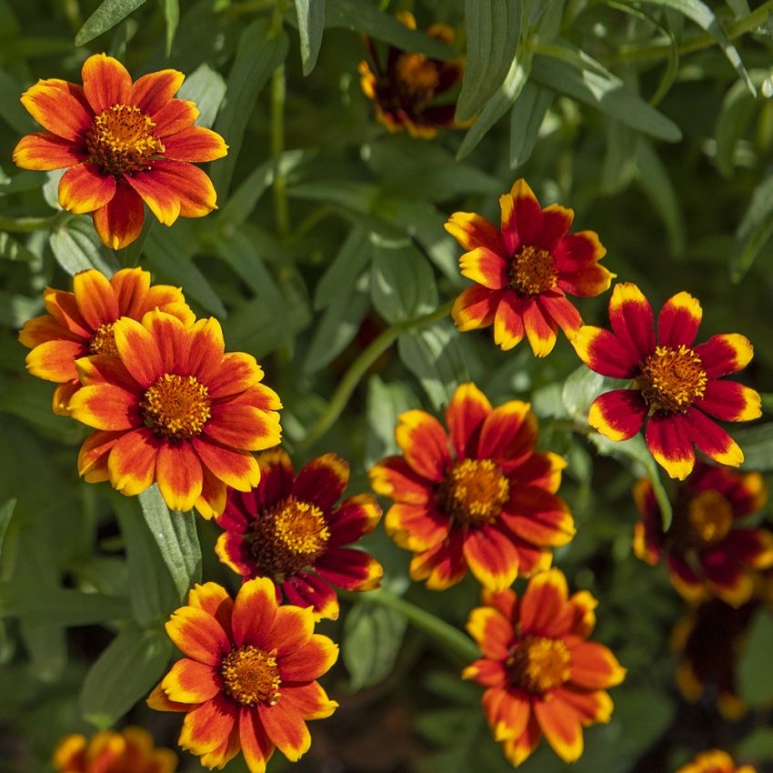 Guldzinnia Chippendale Glödande mahognyröda blommor med gyllengul kantbård.
