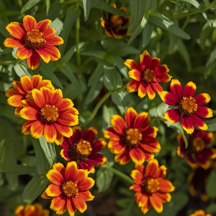 Guldzinnia Chippendale Glödande mahognyröda blommor med gyllengul kantbård.