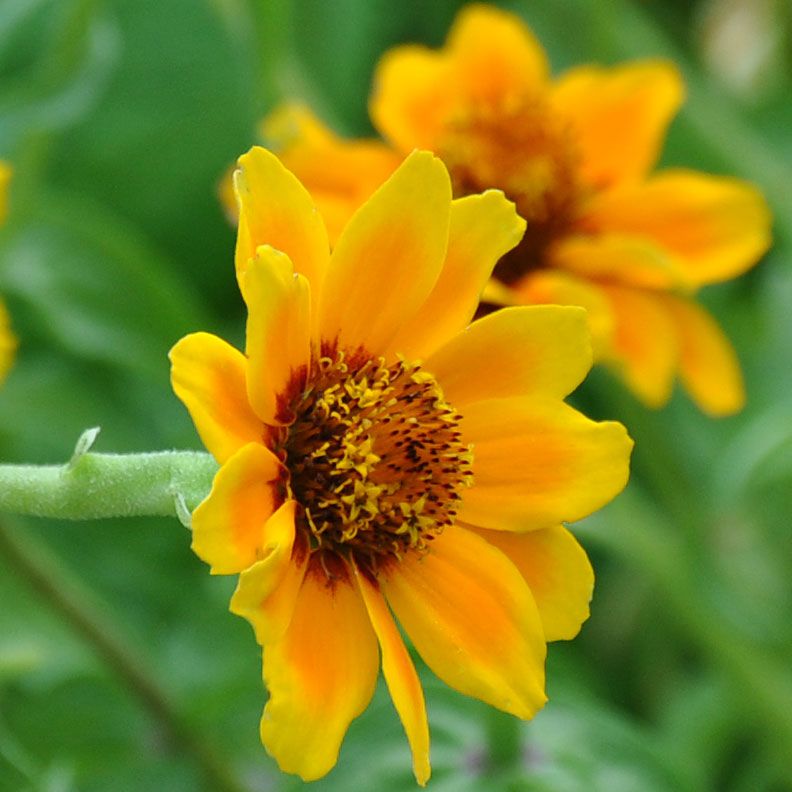 Guldzinnia Soleado, enkla, trefärgade blommor, orange med guldgul kant,