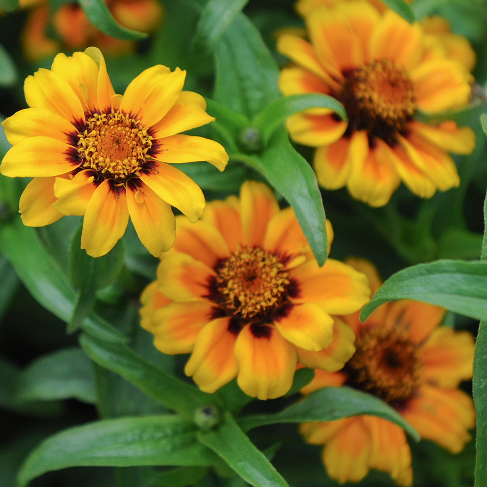 Guldzinnia Soleado, enkla, trefärgade blommor, orange med guldgul kant,