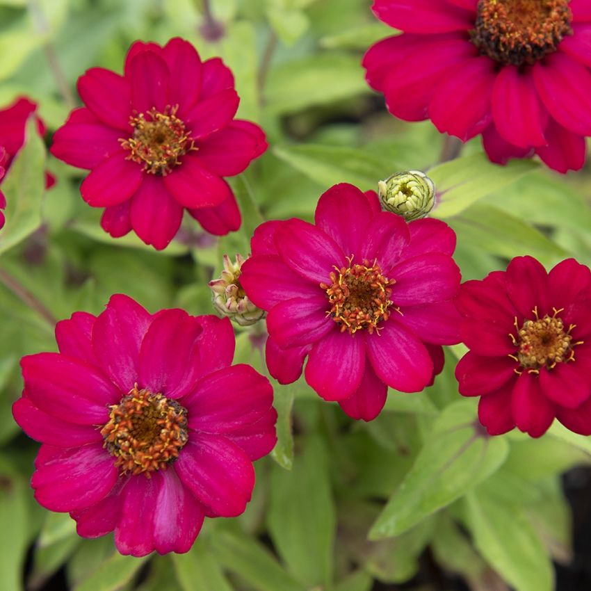 Marylandzinnia Zahara Raspberry - körsbärsröda till hallonrosa, enkla blommor