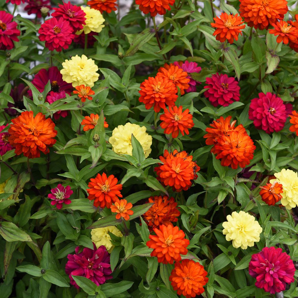 Marylandzinnia ''Zahara Double Mix Brilliant'' i nyanser av orange, rött, gult
