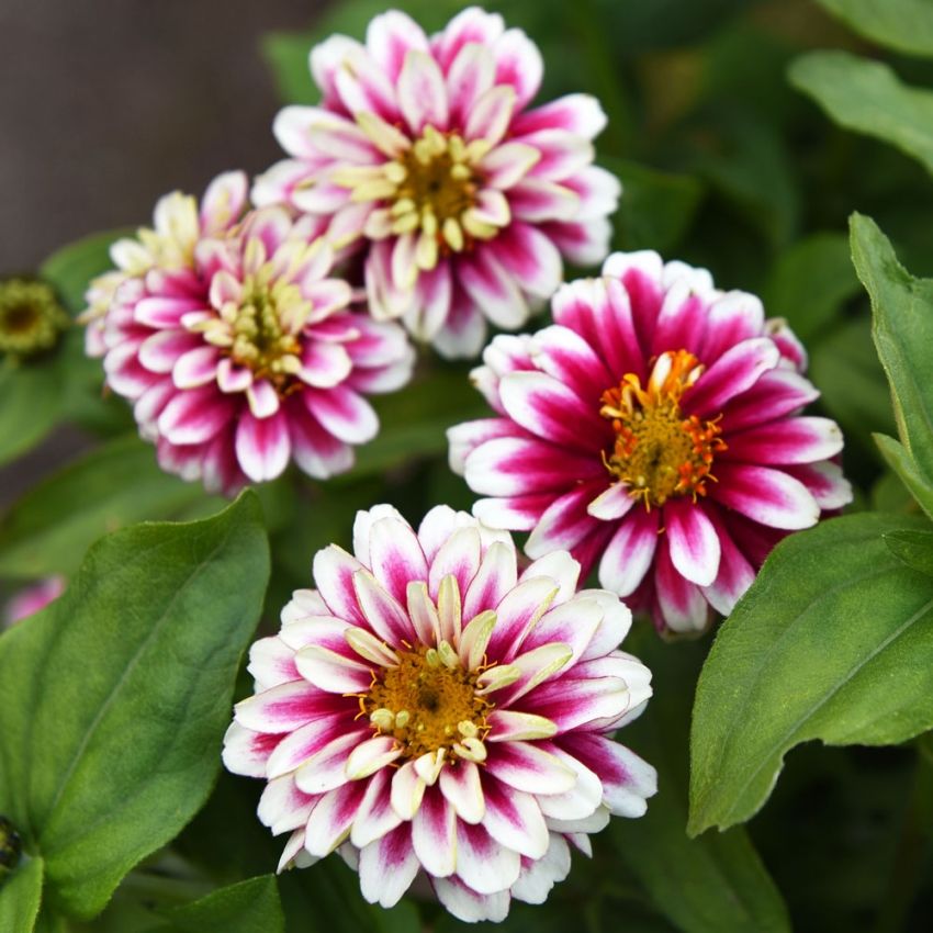 Marylandzinnia ''''Zahara Double Raspberry Ripple'''' vitrosa, gul mitt