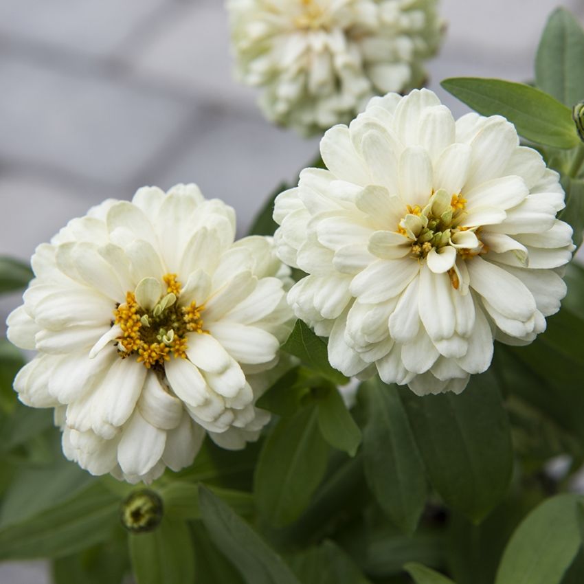 Marylandzinnia ''''Zahara Double White'''' Stora, heldubbla, vita blommor, välgr