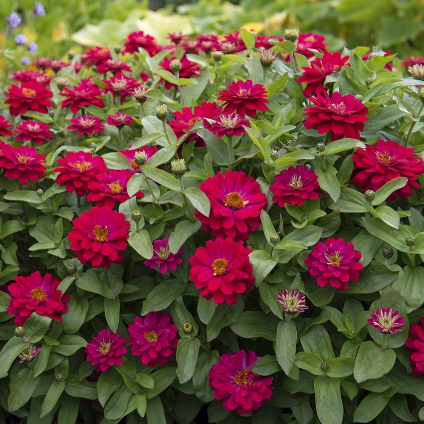 Marylandzinnia ''''Zahara Double Cherry'''' Heldubbla, stora blommor i  körsbärs