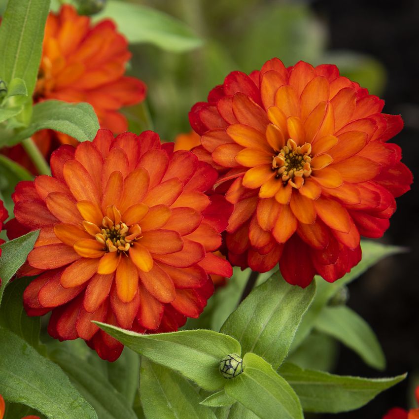 Marylandzinnia 'Zahara Double Fire' Vackra blommor i eldrött och orange