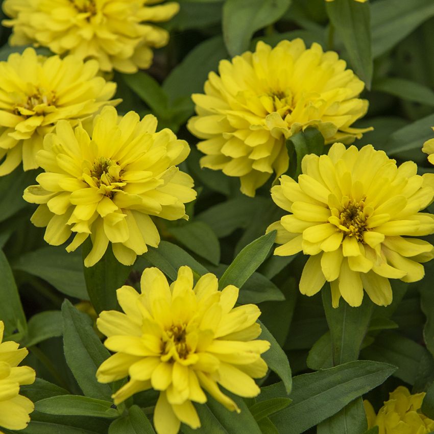 Marylandzinnia ''''Zahara Double Yellow'''' citrongula praktfulla blommor
