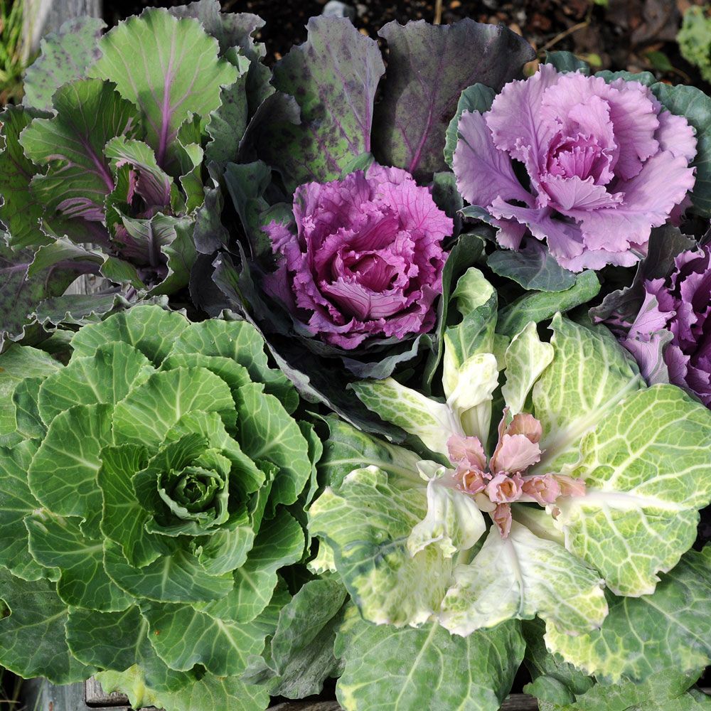 Prydnadskål Round Leaved med bladbuketter i rött, rosa, gult, grönt och vitt