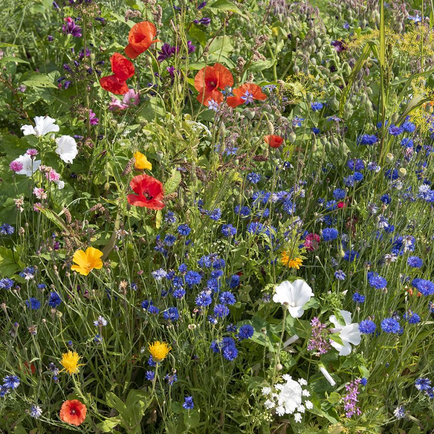 Sommarblom 'Biväxter' blandning av blommor som främjar pollinering