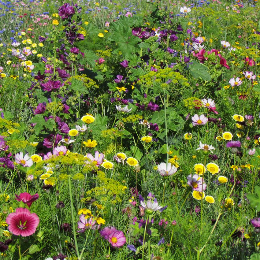 Sommarblom ''Kulturarv'' Härlig variation av klara, fina färger med rustik ton