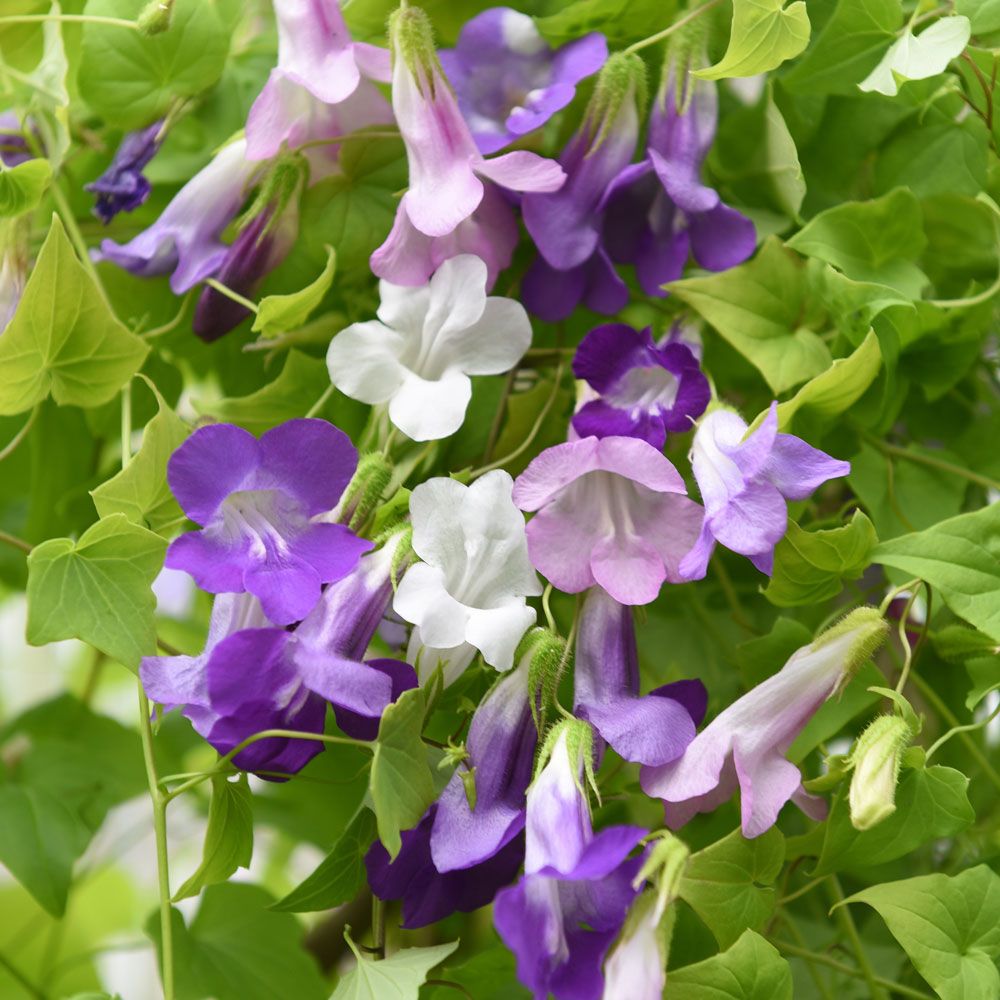 Maurandia, Rikblommande med stora, violblå, rosa, vita blommor.