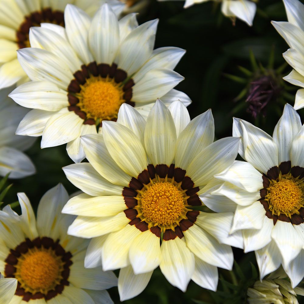 Påfågelsblomster F1 'New Day White' Krukväxt med blommor i vitt, mörk innerring.