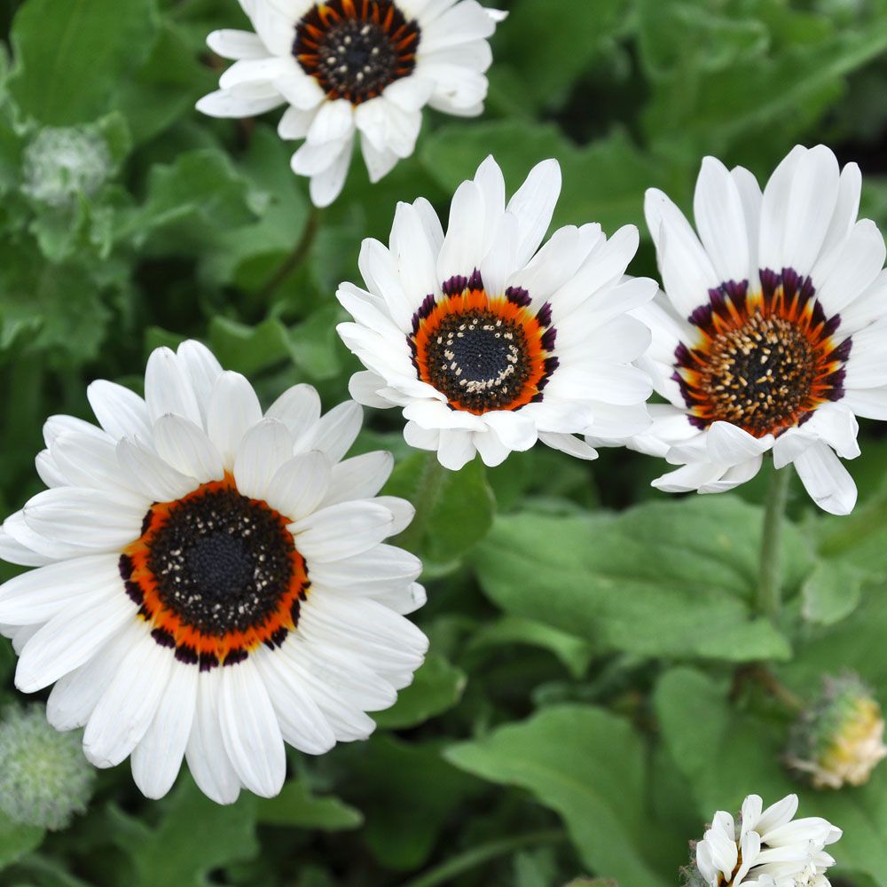 Antilopöga 'Zulu Prince', vita korgblommor, mörk mitt och innerring i orange