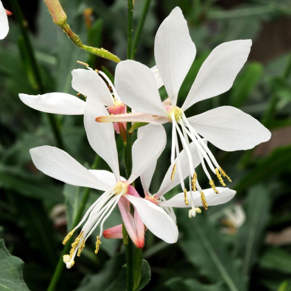 Sommarljus 'Sparkle White', Skira, rosavita stjärnblommor i långa vippor.