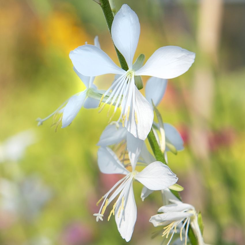 Sommarljus 'Cool Breeze', Sirliga vippor av skira blommor i renaste vitt.