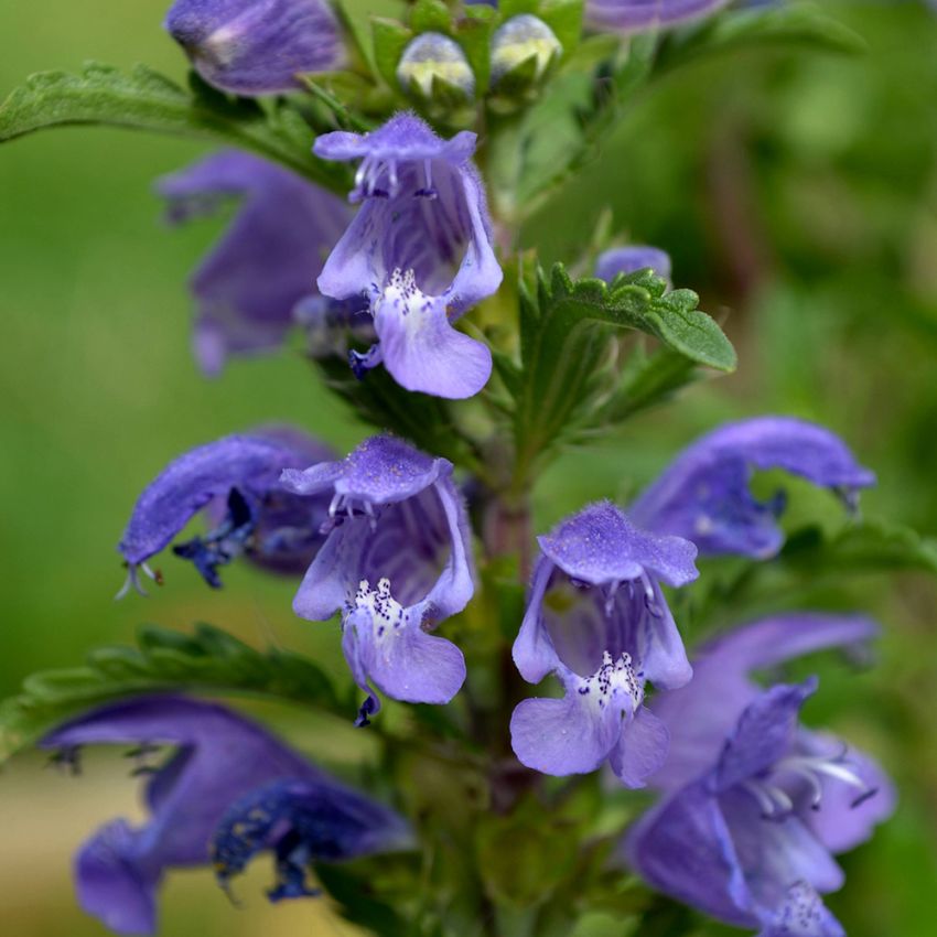 Turkisk Drakblomma 'Aratora', Doftande, violettblå blommor i upprätta klasar.