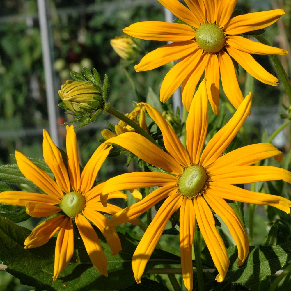 Sommarrudbeckia 'Prairie Green Eyes', Stora, gula blommor med grön mittkupol.