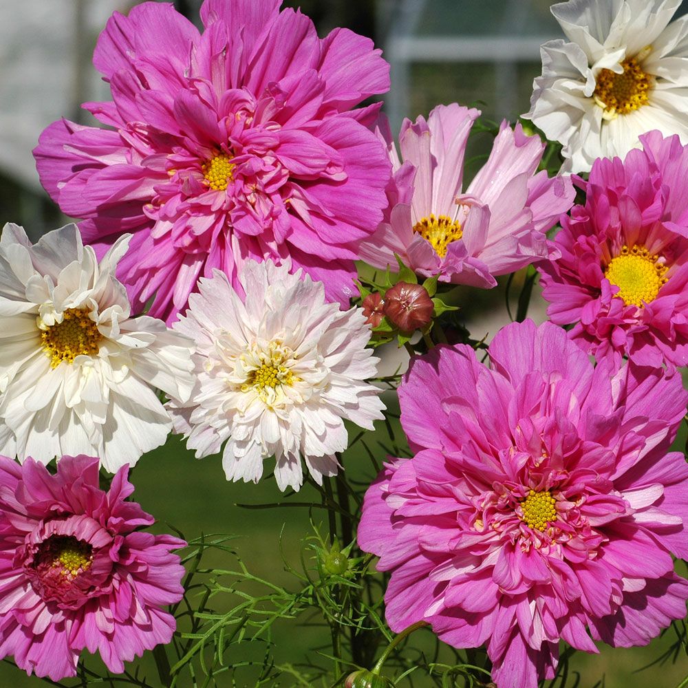 Rosenskära Double Click stora, halv- till heldubbla blommor i flera nyanser