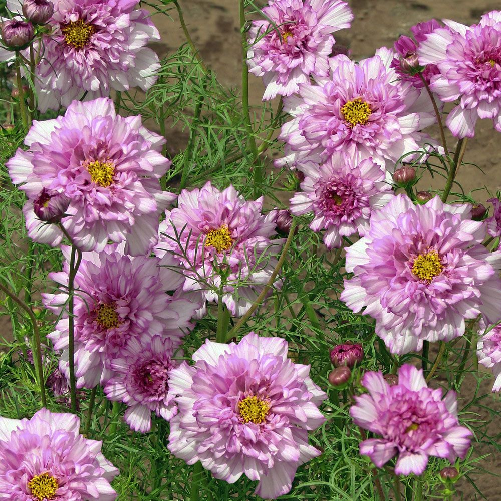 Rosenskära 'Double Click Bicolour Pink' med dubbla blad i rosa och vitt