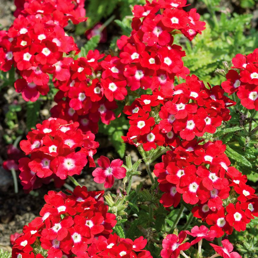 Trädgårdsverbena ''Quartz XP Red with Eye'' blomflockar i rött, vitt mittöga