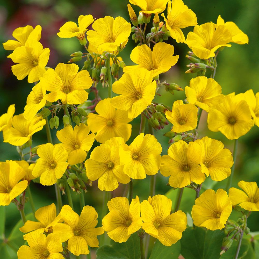 Chilensk Guldoxalis, Dekorativa, ljusgröna bladrosetter med klargula blommor