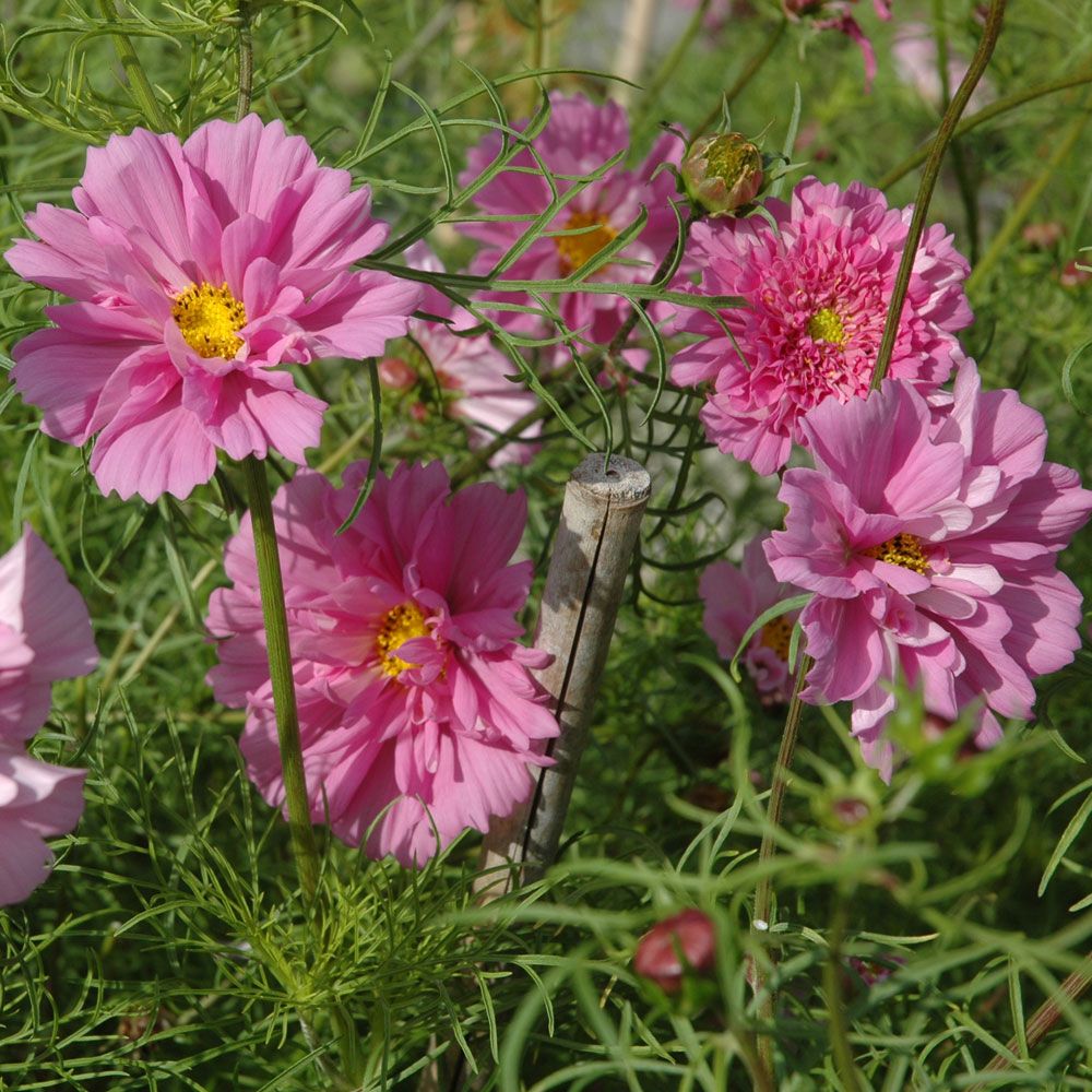 Rosenskära Double Click Rose Bonbon stora, heldubbla blombollar i lavendelrosa