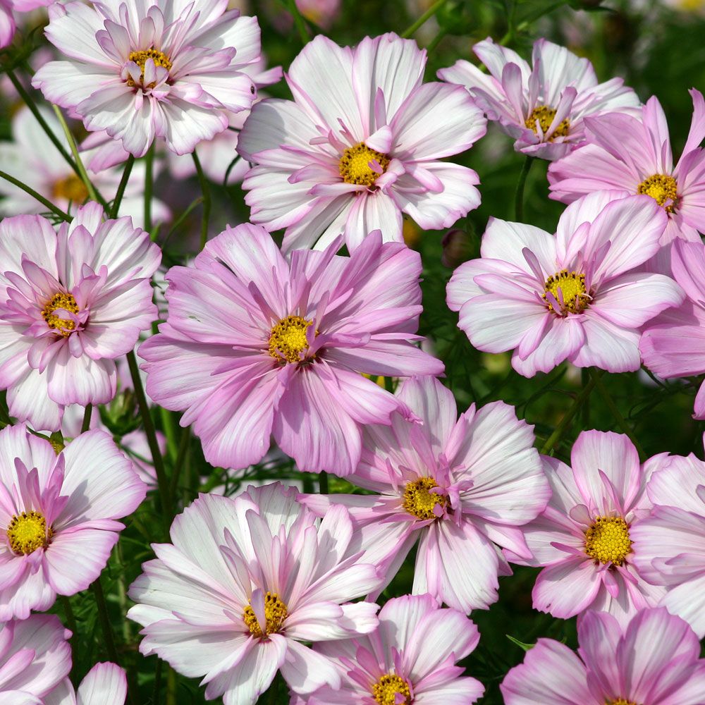 Rosenskära Cosimo Collarette, halvdubbla, vita med ljusrosa kantbård i kronblad