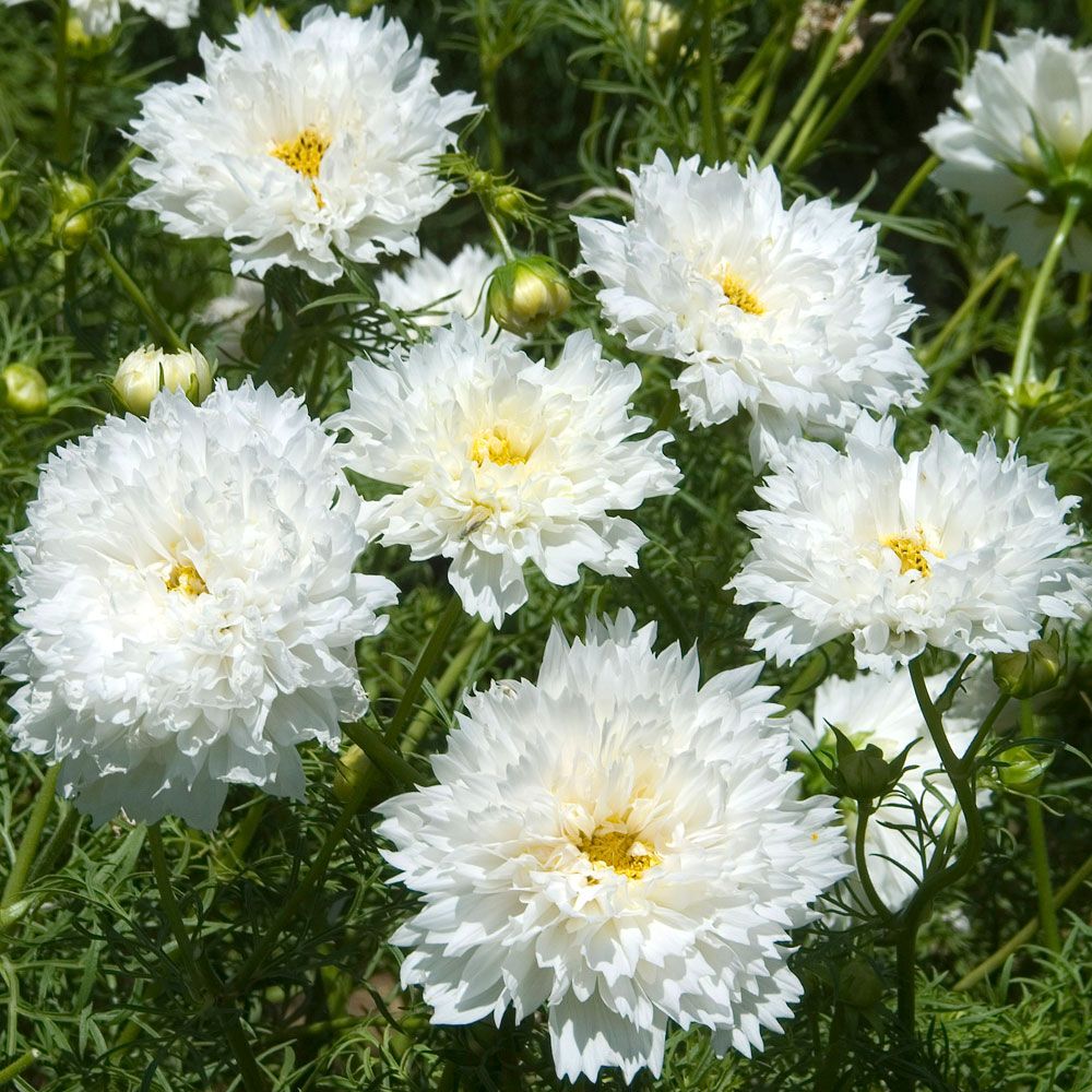 Rosenskära 'Double Click Snow Puff' stora molnliknande blommor med gul mitt