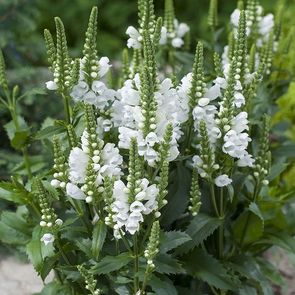 Drakmynta 'Crystal Peak White', Täta, vita blomspiror över mörkgrönt bladverk.