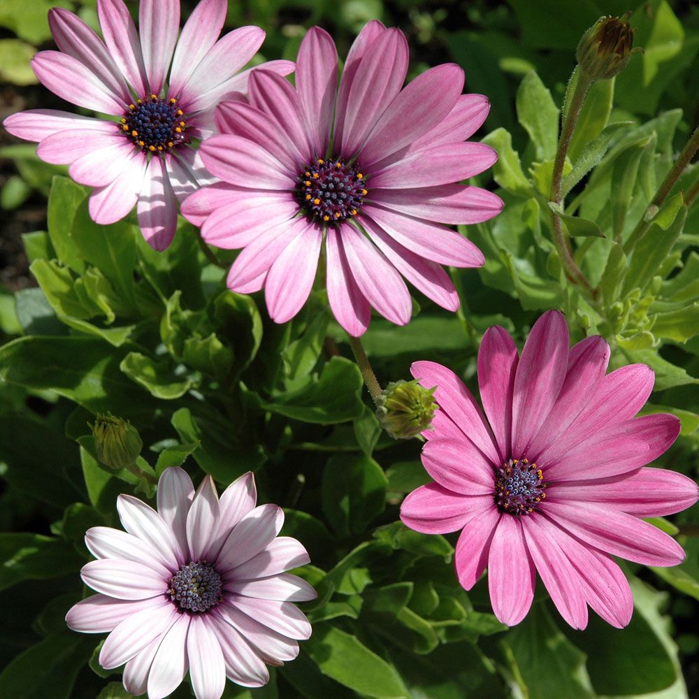 Stjärnöga 'Ballade', Stora, glänsande blommor i toner av rosa, violett och vitt.