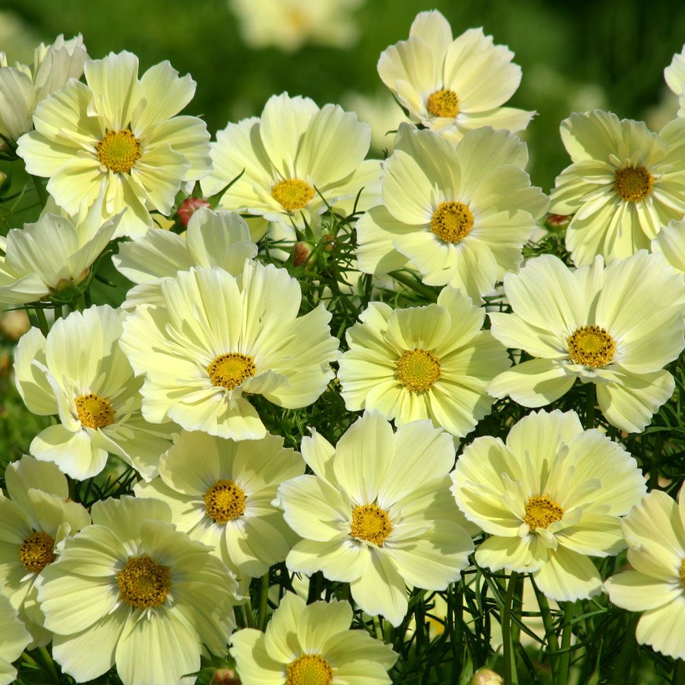 Rosenskära 'Xanthos',  ljust citrongula, vitschatterade, stora blommor.