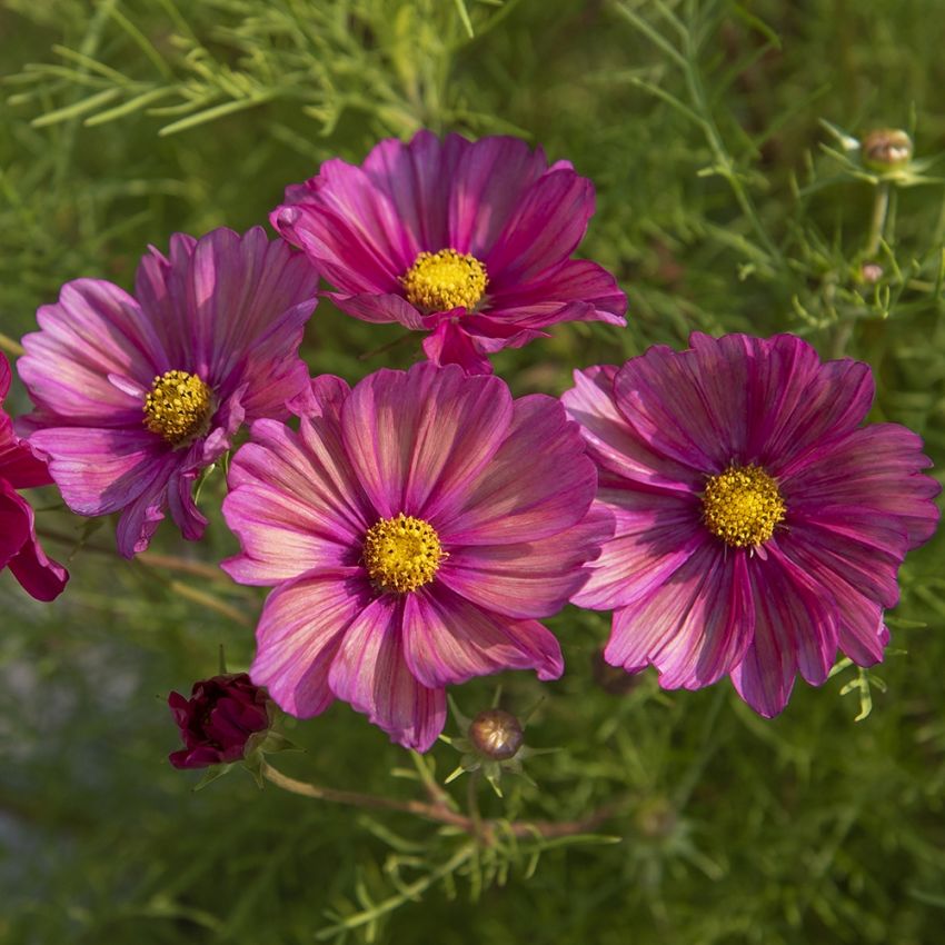 Rosenskära ''Xsenia'', Klarrosa blommor med unik terrakottaorange strimmor.