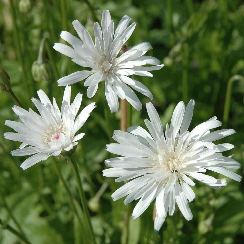 Rosenfibbla 'Snow White', Helvita, tätt, sammansatta korgblommor.