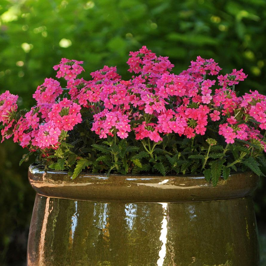 Trädgårdsverbena 'Quartz XP Pink' stor blomrikedom för krukor, lådor och rabatt