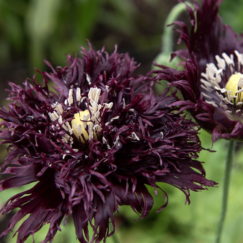 Fjädervallmo 'Black Swan', mörkt purpurlila blommor med täta, fransiga, fjäderlika kronblad. 