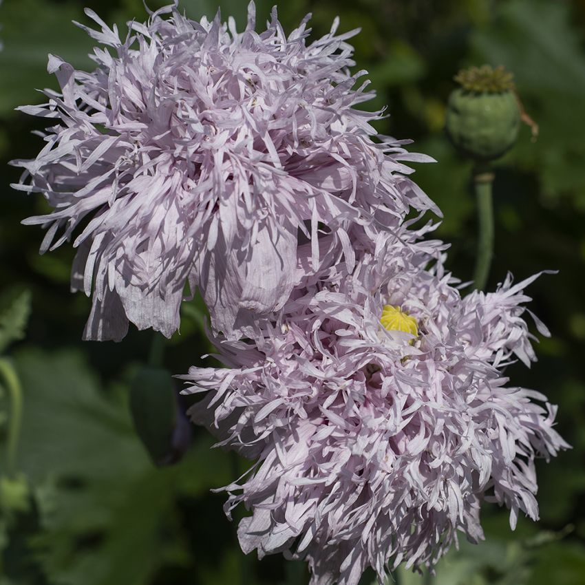 Fjädervallmo 'Lilac Pompom', Dubbla, ljuslila blommor med fransiga blomblad.