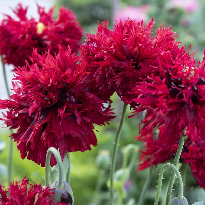 Fjädervallmo 'Crimson Flowers', Stora, rubinröda blommor med fransiga kronblad.