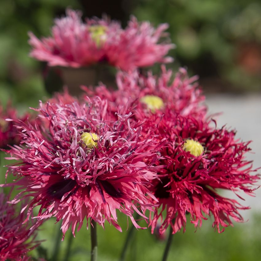 Fjädervallmo 'Rose Feathers', Stora körsbärsröda till hallonrosa blommor