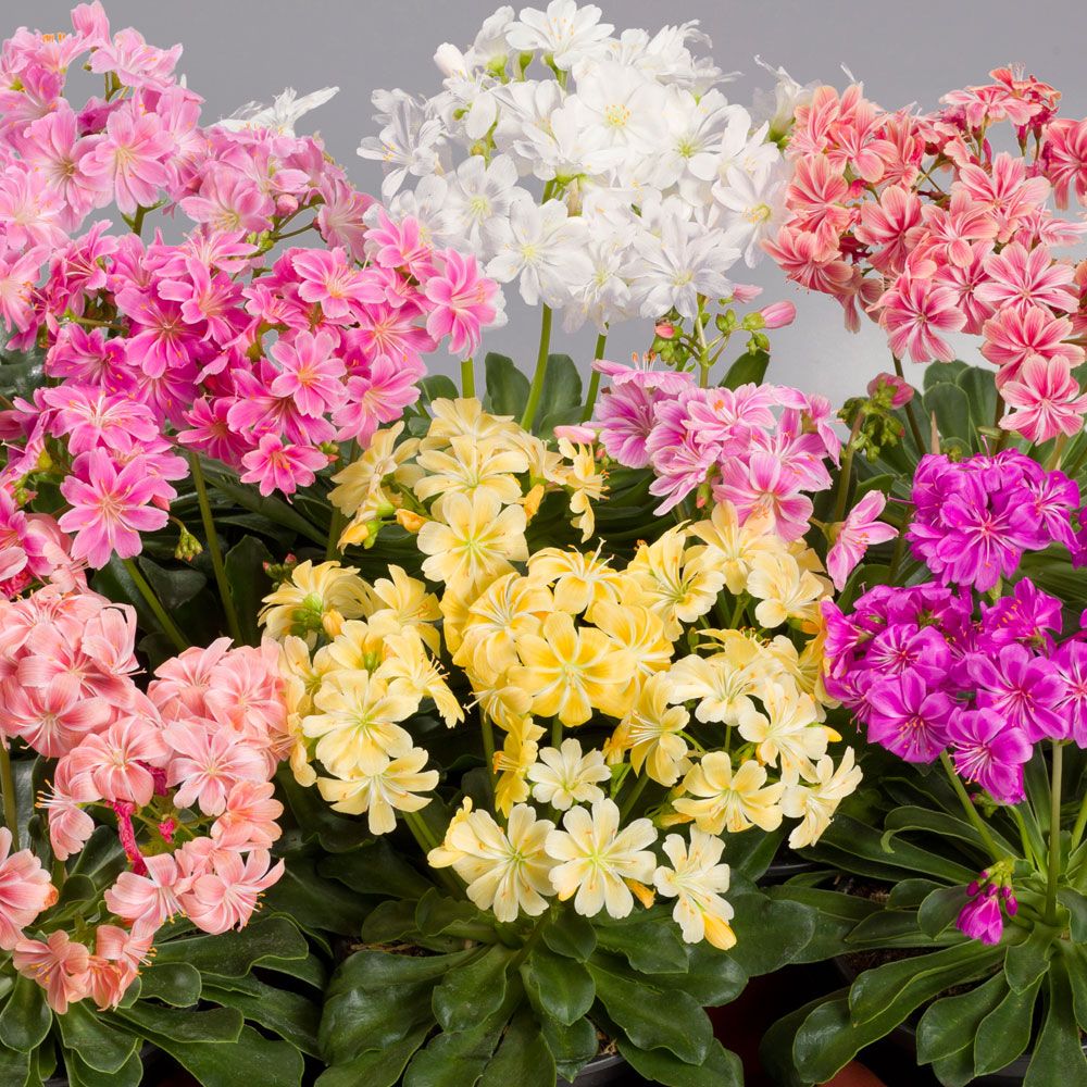 Broklewisia 'Elise', Nyanser av rosa, lax, orange, vitt och gult