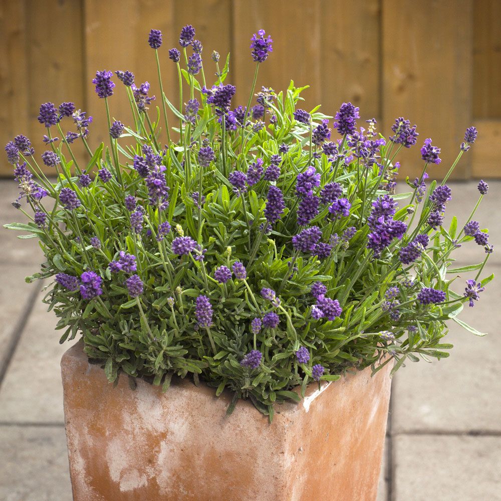 Lavendel 'Mini Blue' Ettåriga blomsterväxter Lavandula angustifolia