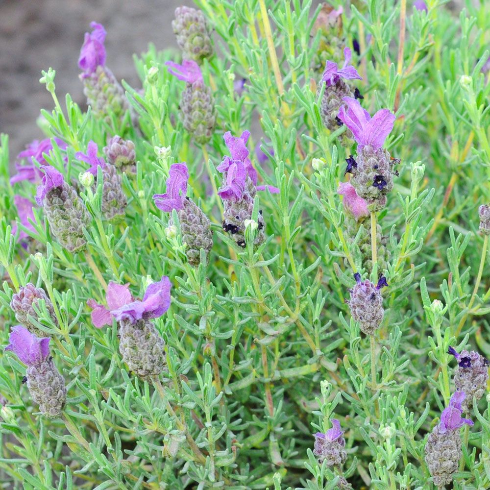 Skärmlavendel 'Bandera Purple', Blå spiror med ljusare purpurlila vingar