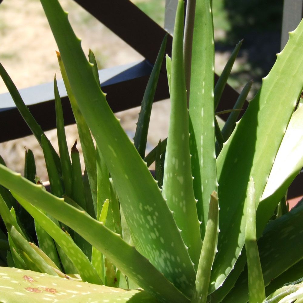 Aloe, Suckulent. Upprätta blad i täta rosetter. Blad mer eller mindre mönstrade
