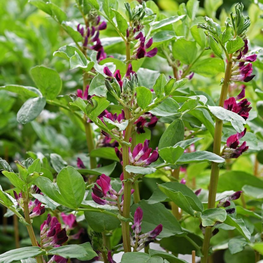 Bondböna 'Crimson Flowered' i gruppen Fröer / Grönsaksväxter / Baljväxter / Bönor hos Impecta Fröhandel (90125)